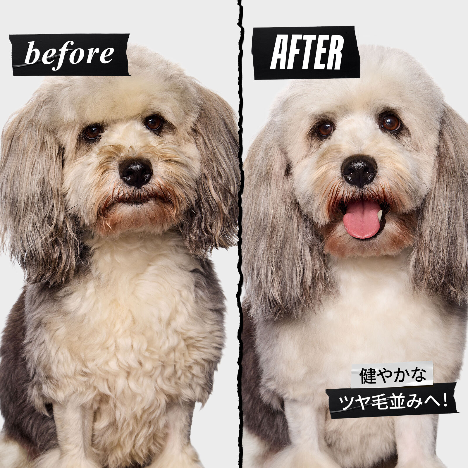キールズ ドッグ クレンジング スプリッツ