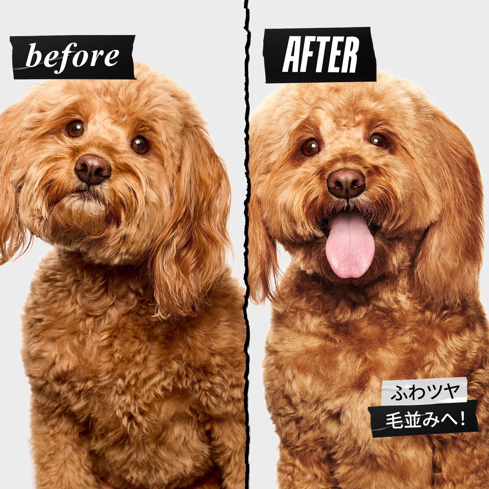 キールズ ドッグ コンディショニング リンス